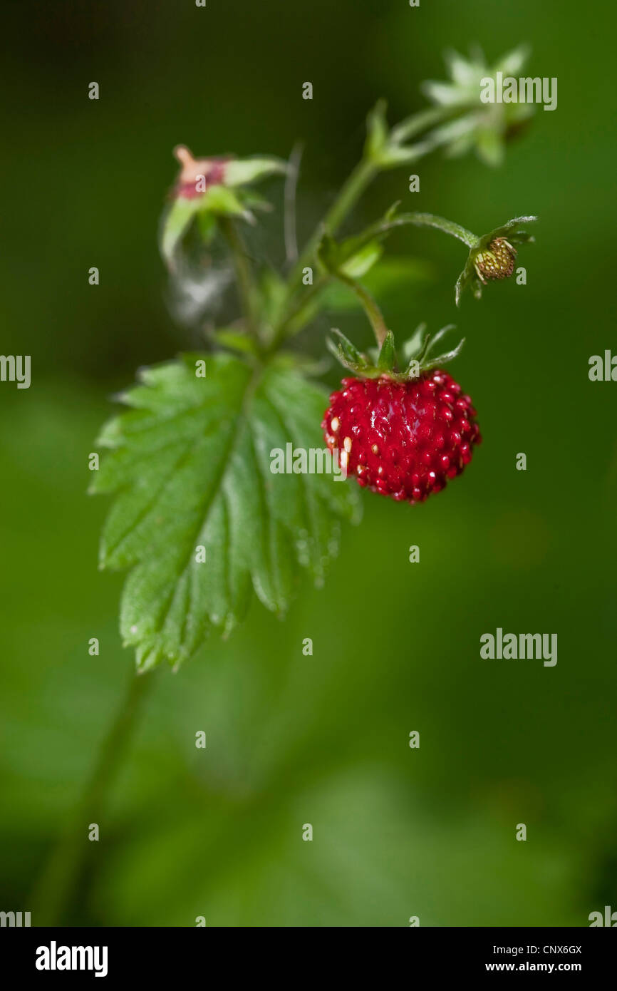 wild strawberry, woodland strawberry, woods strawberry (Fragaria vesca), fruit, Germany Stock Photo