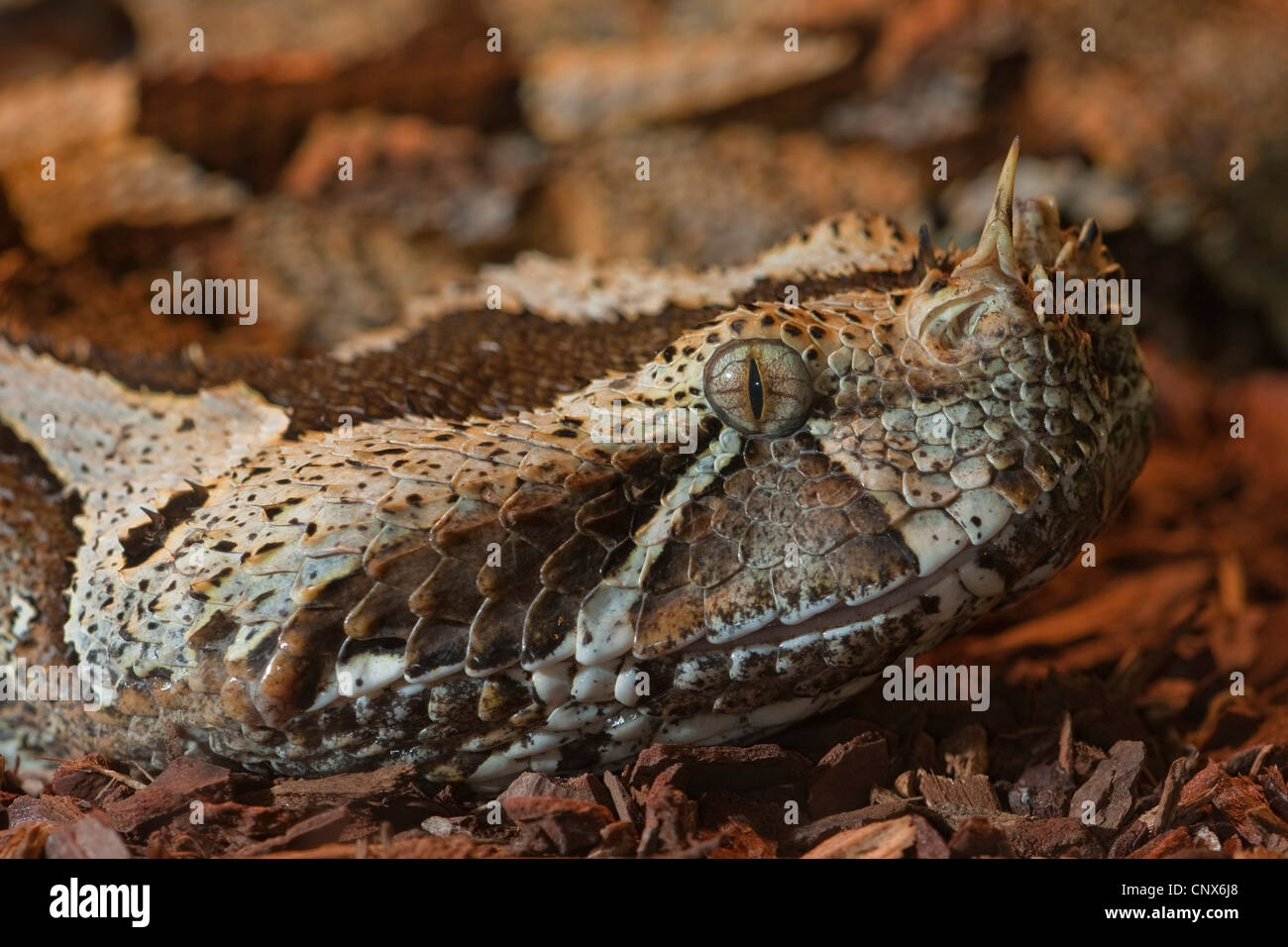 river jack, rhinoceros viper (Bitis nasicornis), portrait Stock Photo