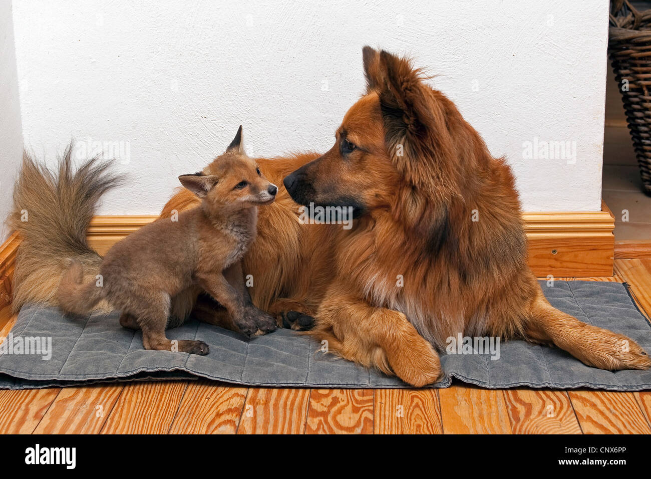 red fox (Vulpes vulpes), dog puppy with fox kit, Germany Stock Photo