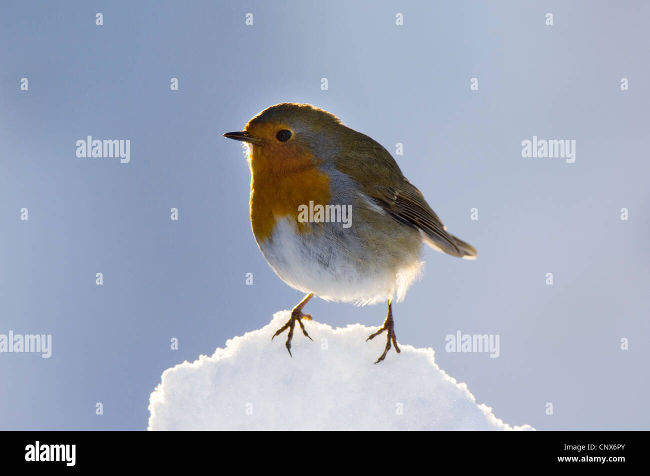 Robin (Erithacus rubecula) perching in snow. Stock Photo