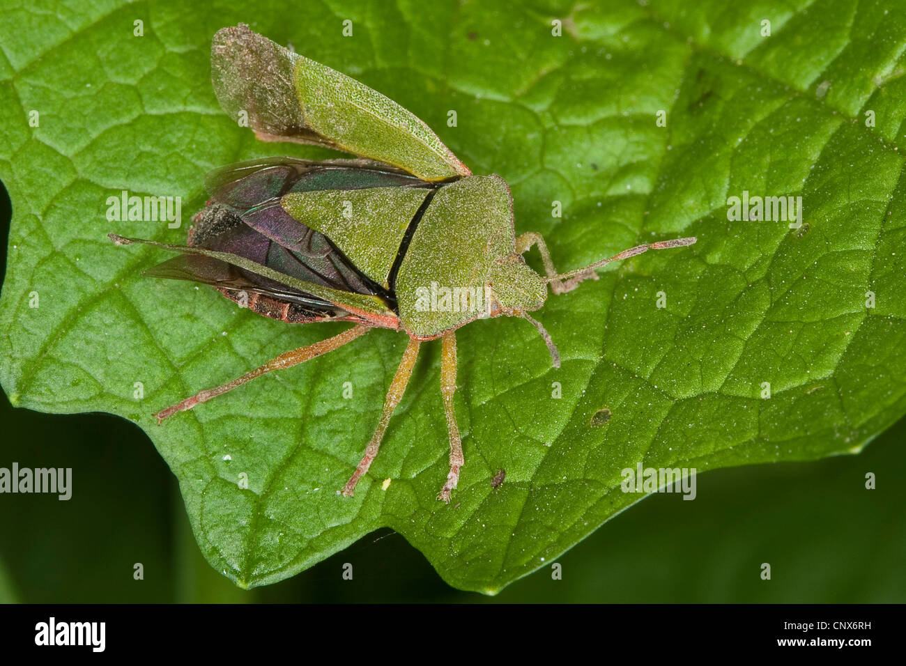 green shield bug, common green shield bug (Palomena prasina), sitting on a leaf, Germany Stock Photo