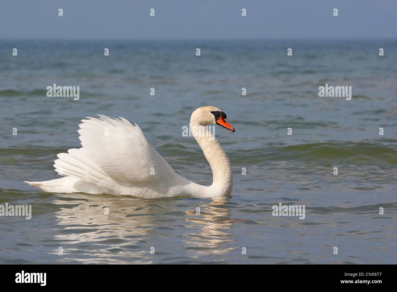 mute swan (Cygnus olor), swimming male, Germany Stock Photo
