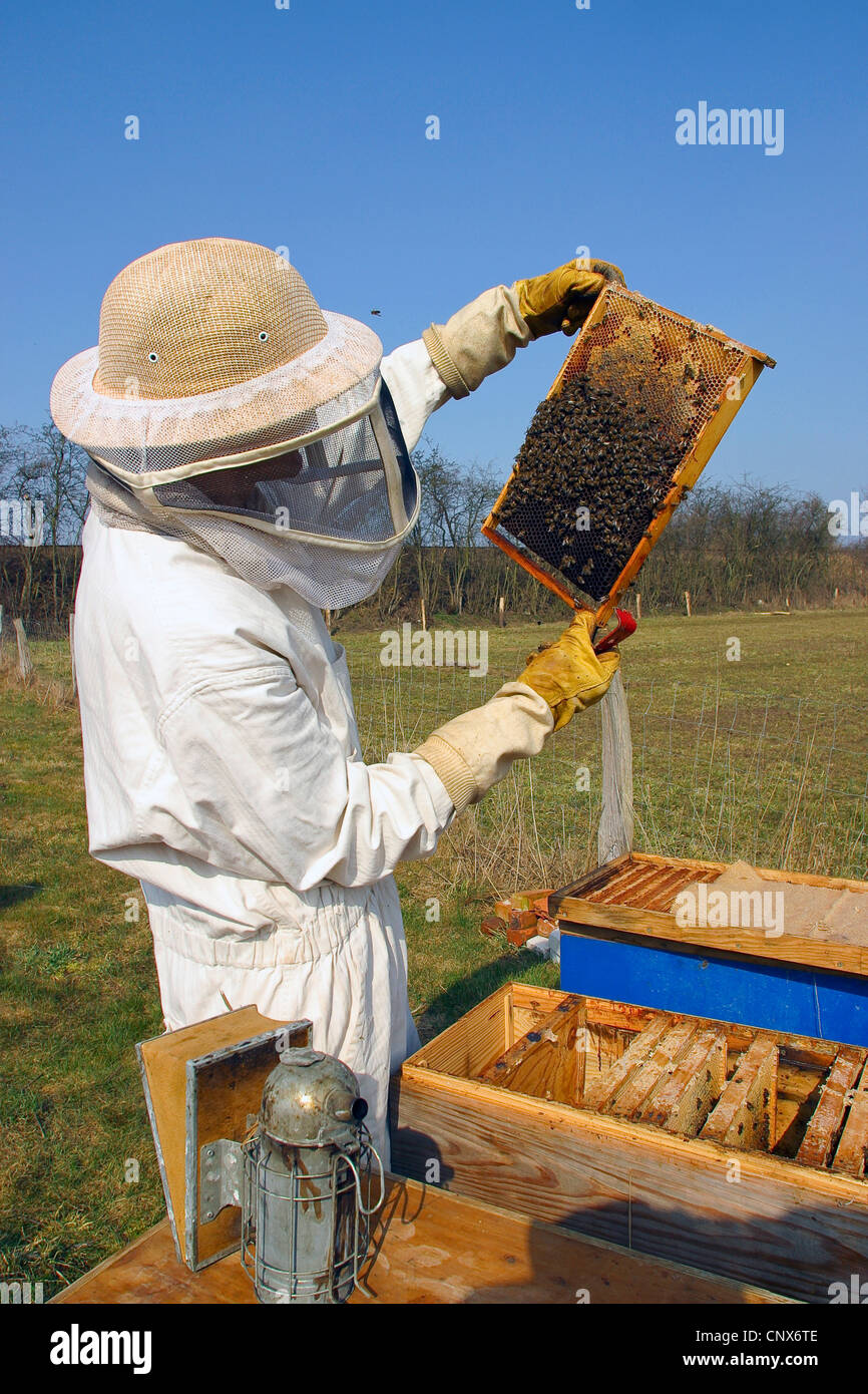 honey bee, hive bee (Apis mellifera mellifera), apiarist controlling a beehive, Germany Stock Photo