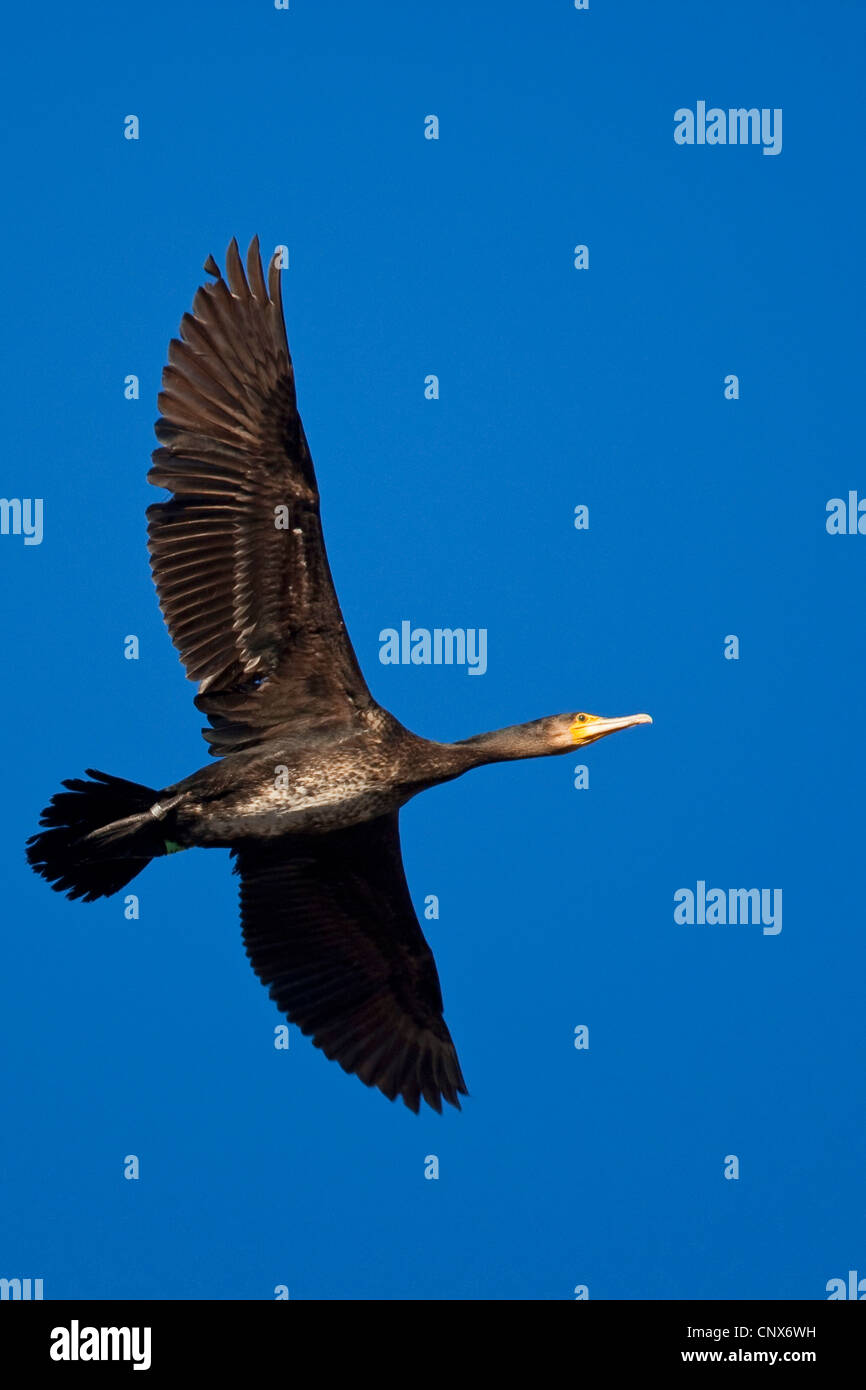 great cormorant (Phalacrocorax carbo), flying, Germany Stock Photo