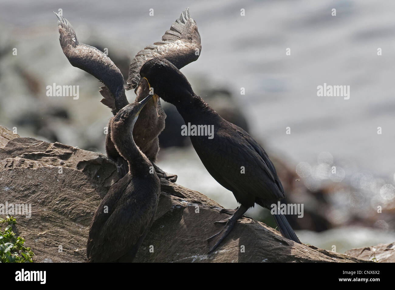 shag (Phalacrocorax aristotelis), adult feeding chicks, Germany Stock Photo