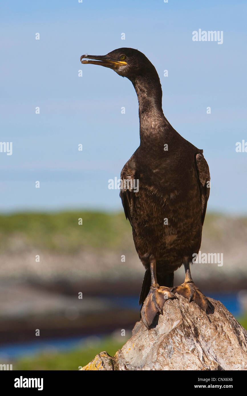 shag (Phalacrocorax aristotelis), sitting on a coastal rock, Germany Stock Photo