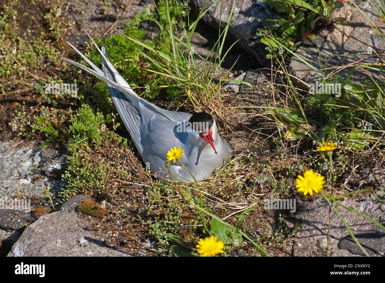 arctic tern (Sterna paradisaea), breeding on its nest, Germany Stock Photo