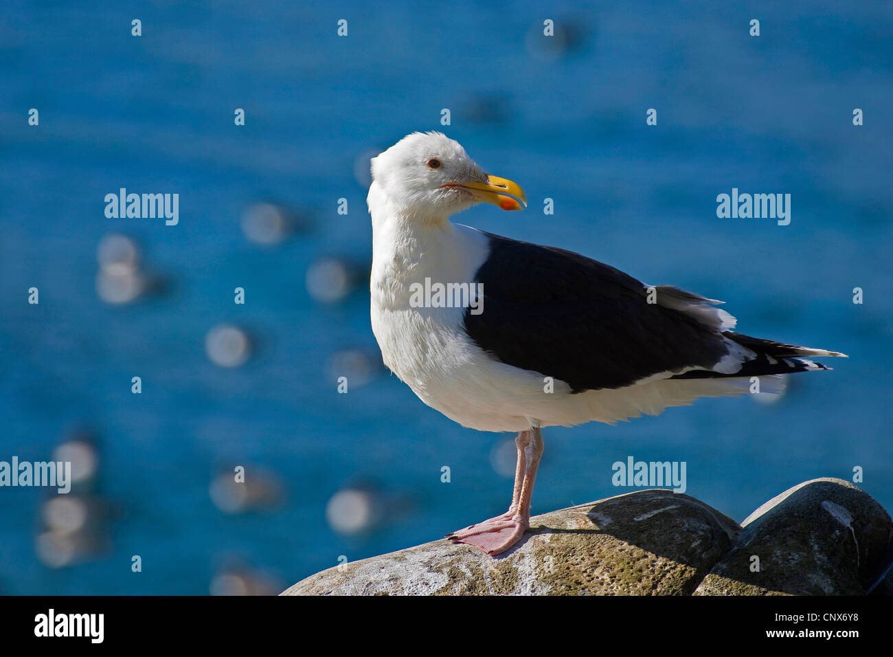 greater black-backed gull (Larus marinus), sitting on a coastal rock Stock Photo