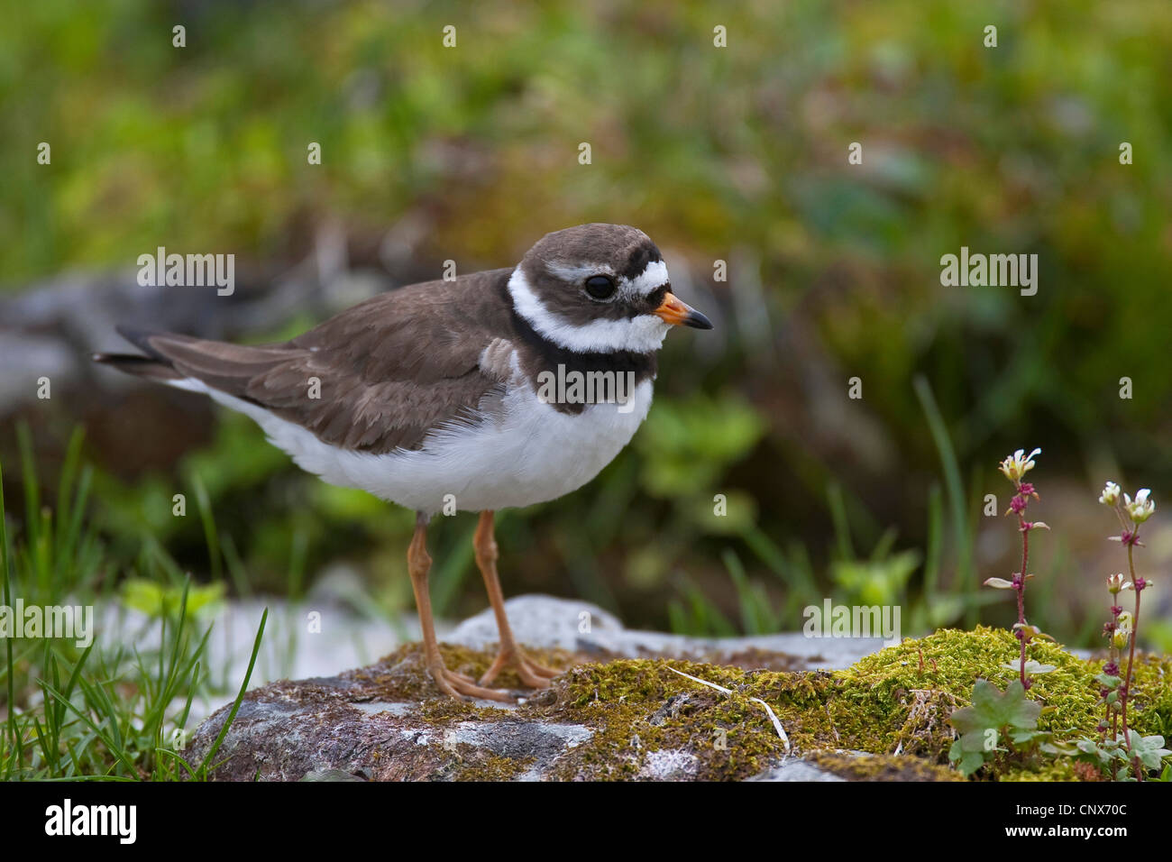 ringed plover (Charadrius hiaticula), female sitting on a rock, Netherlands Stock Photo