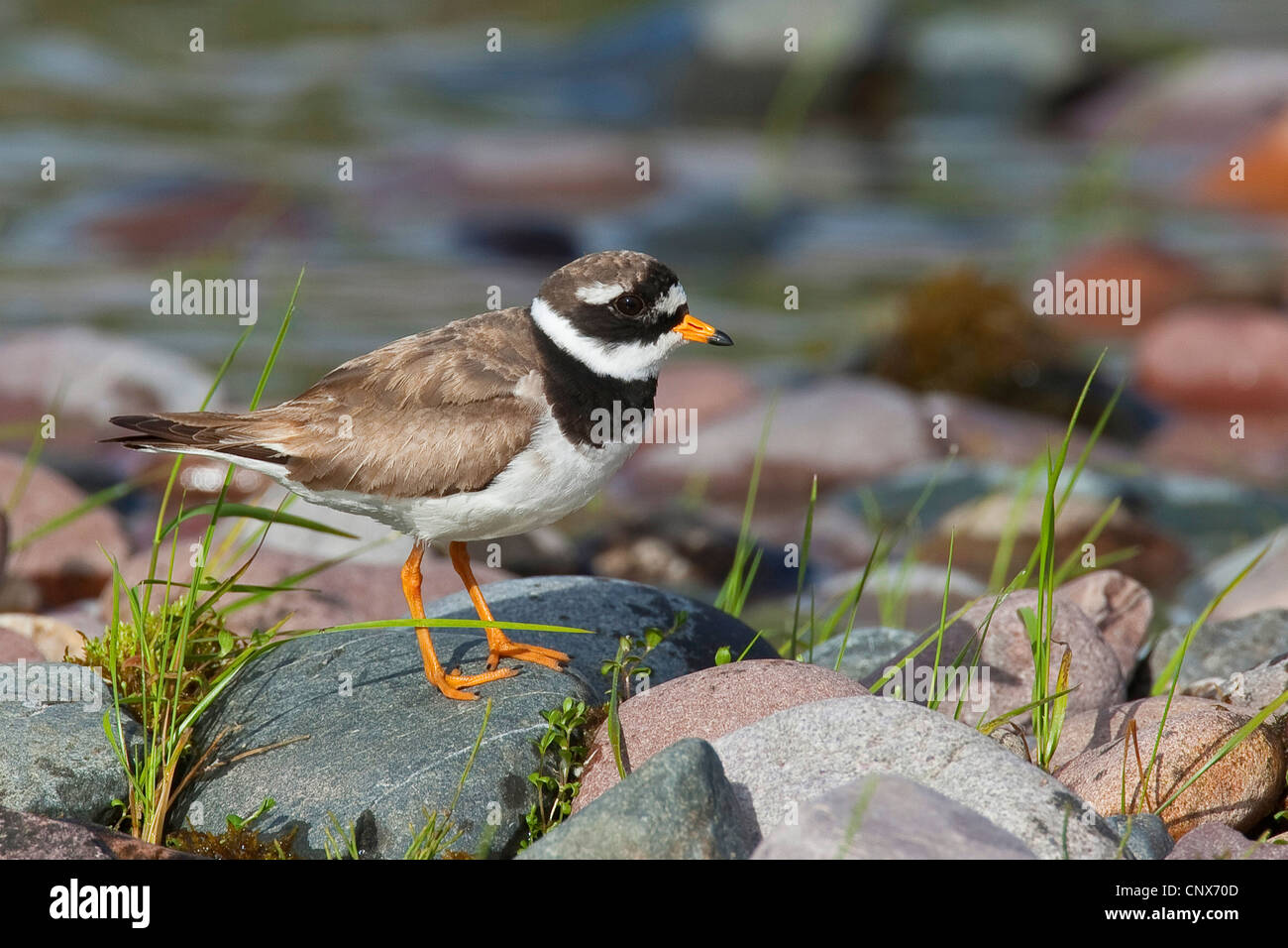 ringed plover (Charadrius hiaticula), sitting on a stone, Netherlands Stock Photo