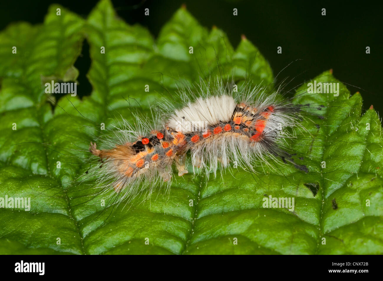 vapourer moth, common vapourer, rusty tussock moth (Orgyia antiqua, Orgyia recens), sitting on a leaf, Germany Stock Photo