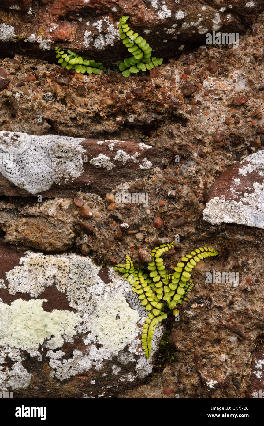 Maidenhair Spleenwort  (Asplenium trichomanes), growing from  a stone and mortar wall. Loch Fleet nature reserve, Sutherland Stock Photo
