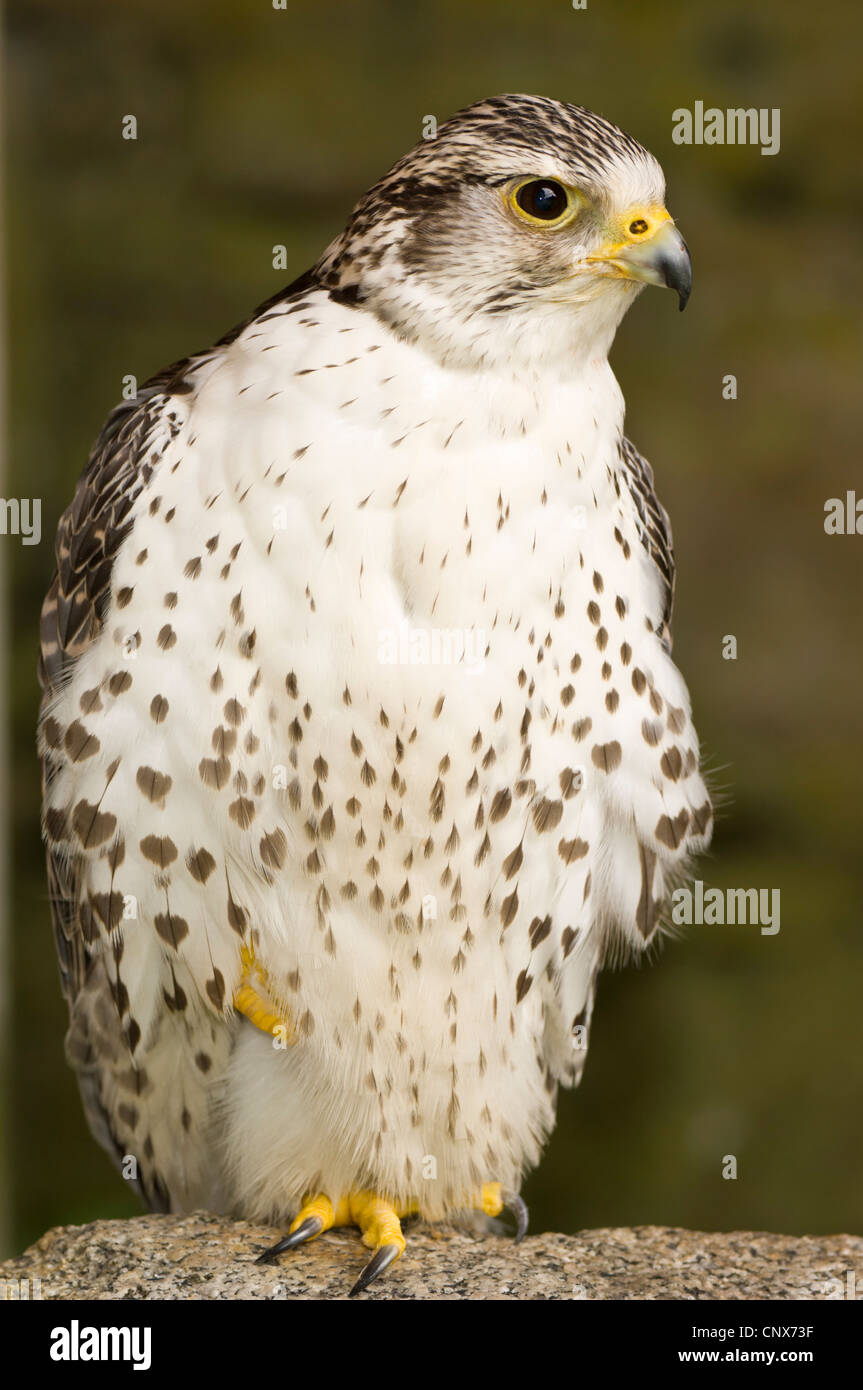 Gyrfalcon (Falco rusticolus), intermediate morph Stock Photo