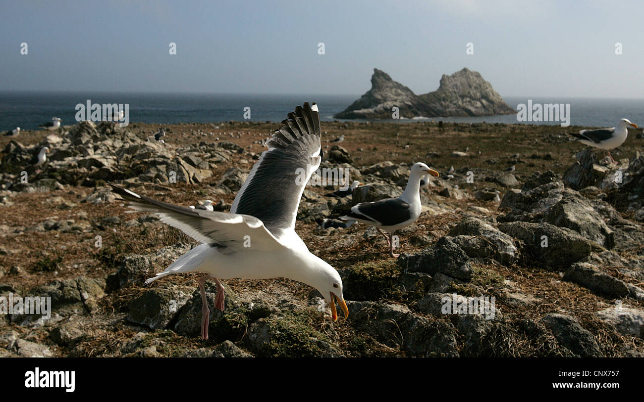 The Farallon Islands, or Farallones are a group of islands and sea stacks in the Gulf of the Farallones, off the coast of San Fr Stock Photo