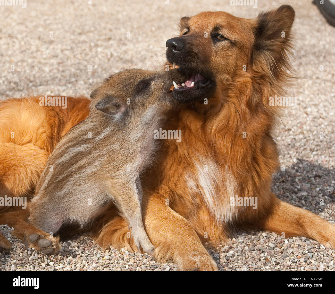 wild boar, pig, wild boar (Sus scrofa), piglet playing with a dog, Germany Stock Photo