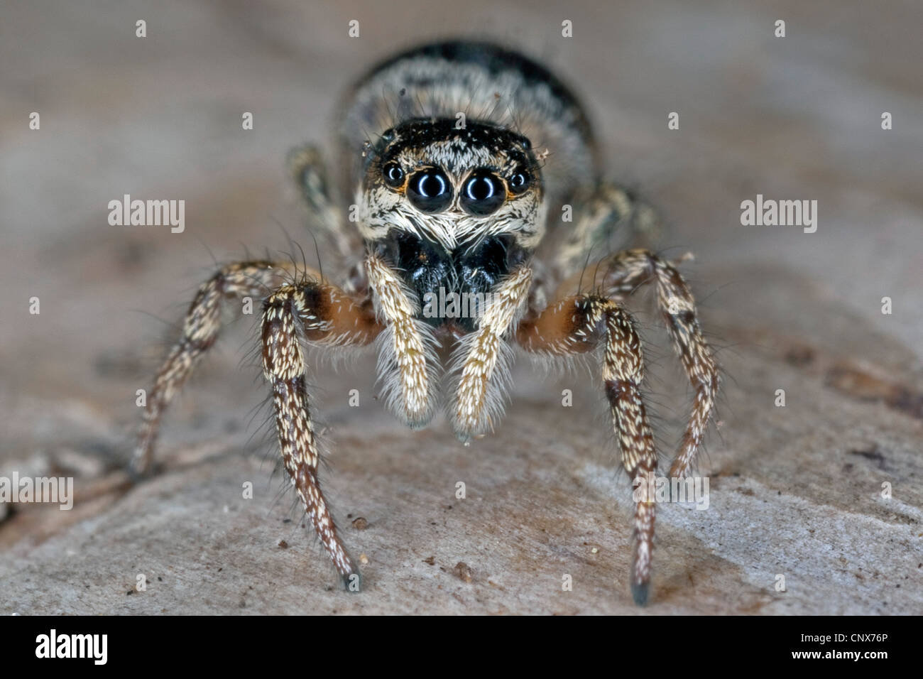 Zebra Jumping Spiders A Salticus Scenicus Care Guide!, 57 OFF