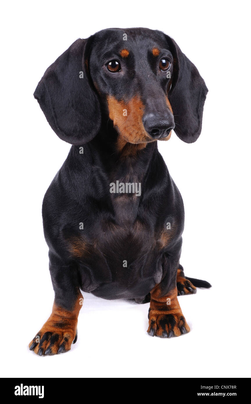 Short-haired Dachshund, Short-haired sausage dog, domestic dog (Canis lupus f. familiaris), portrait Stock Photo