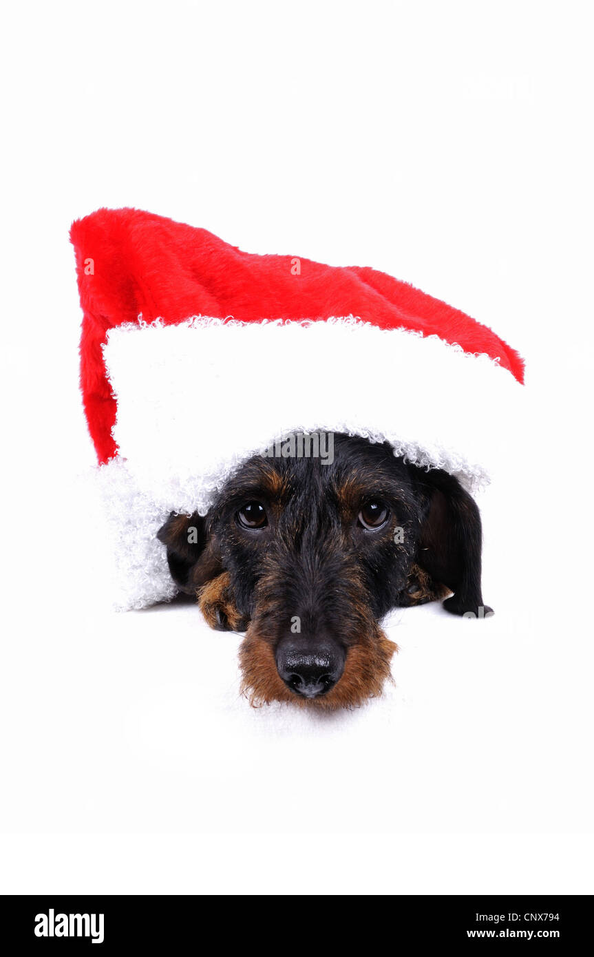 Wire-haired Dachshund, Wire-haired sausage dog, domestic dog (Canis lupus f. familiaris), with red Santa hat Stock Photo