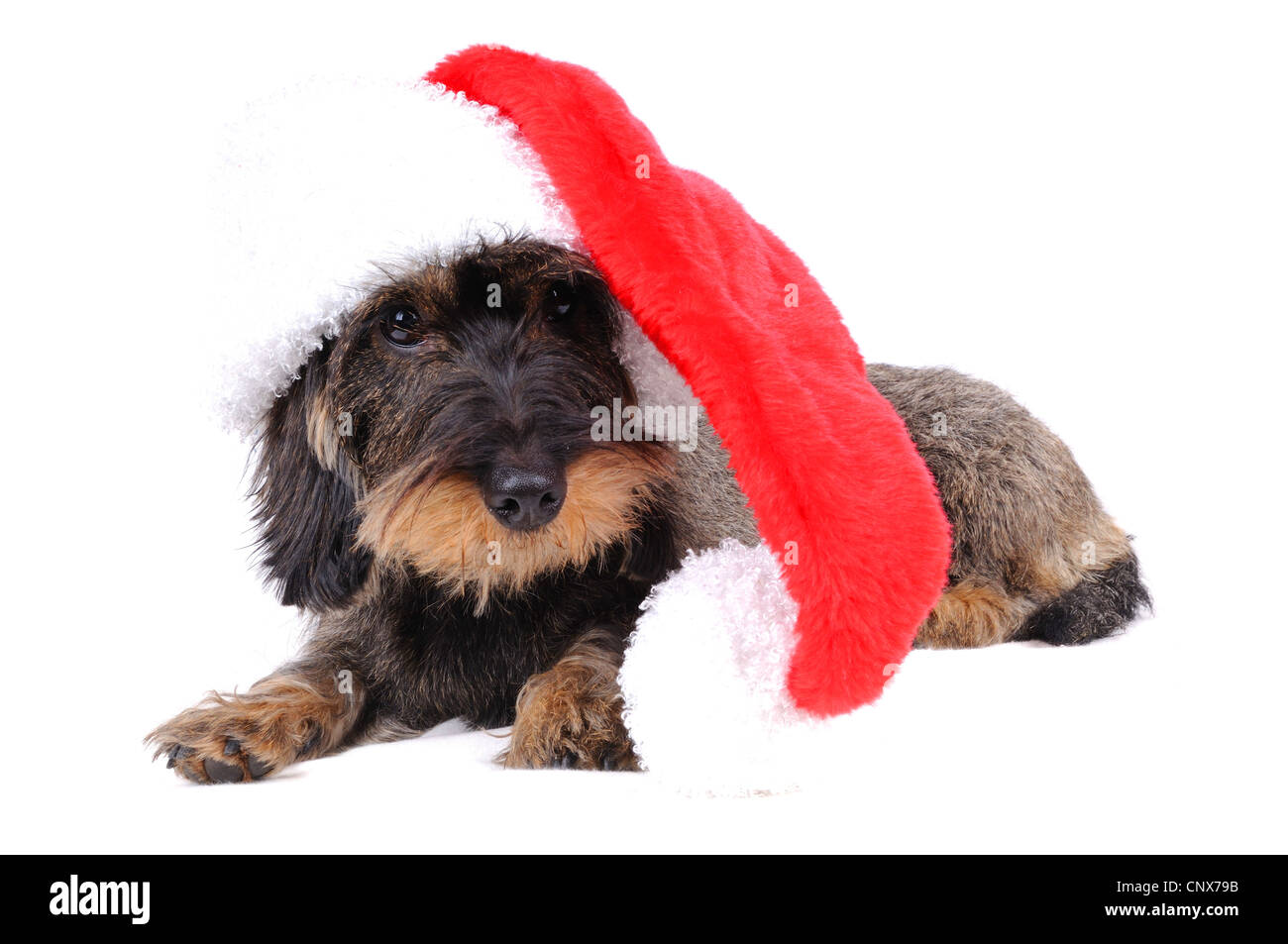 Wire-haired Dachshund, Wire-haired sausage dog, domestic dog (Canis lupus f. familiaris), with red Santa hat Stock Photo