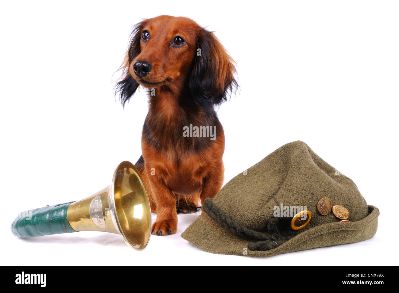 Long Haired Dachshund Long Haired Sausage Dog Domestic Dog