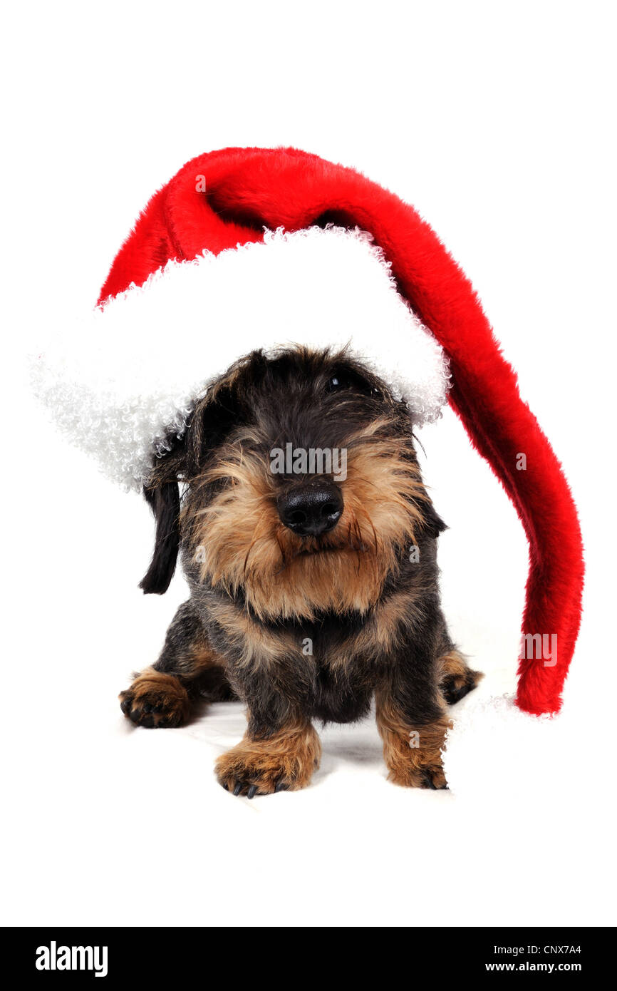 Wire-haired Dachshund, Wire-haired sausage dog, domestic dog (Canis lupus f. familiaris), with red Santa hat Stock Photo