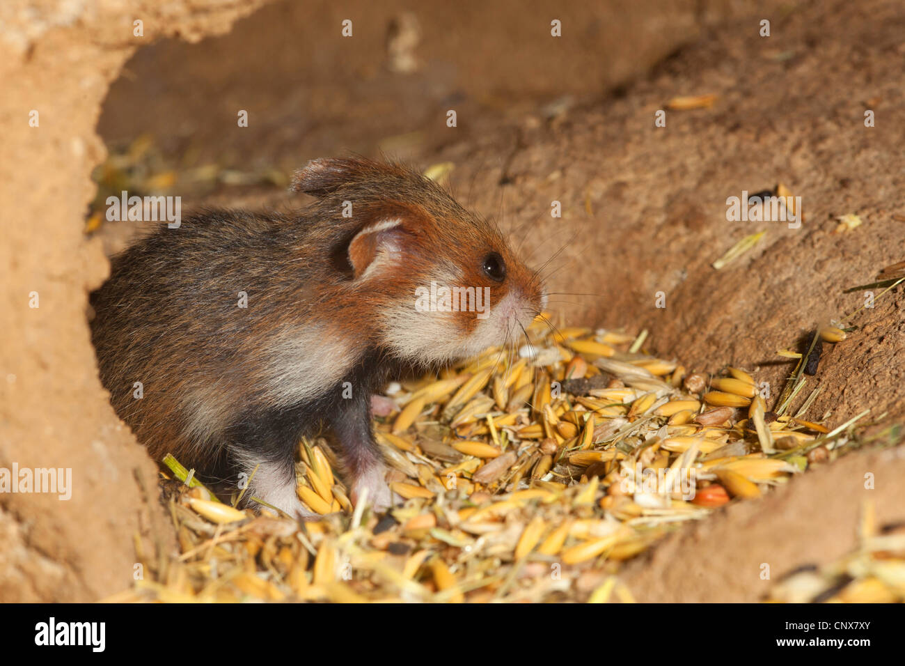 common hamster, black-bellied hamster (Cricetus cricetus), pup feeding on grains in a den, Germany Stock Photo