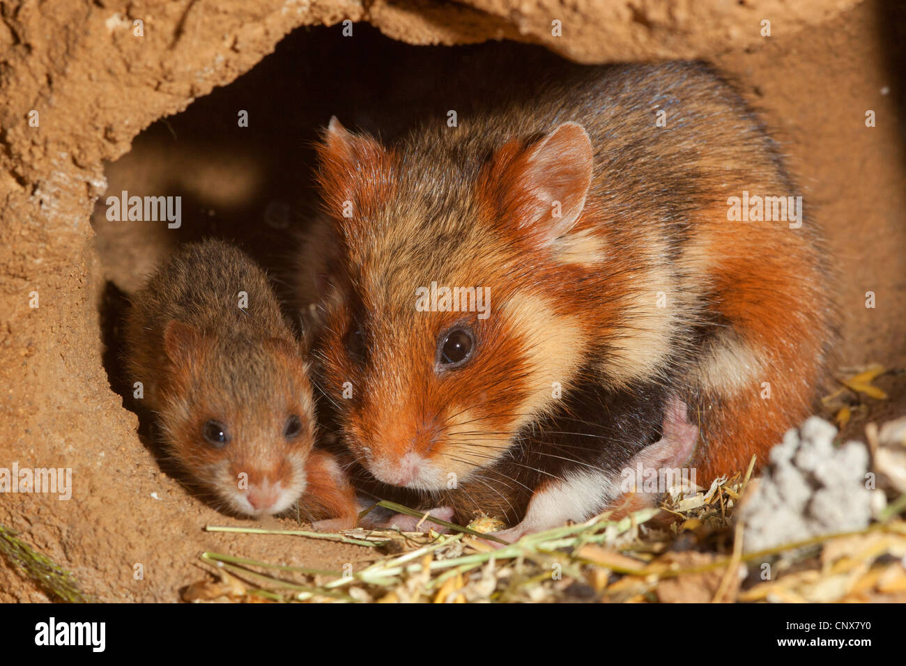 common hamster, black-bellied hamster (Cricetus cricetus), nursing female in a den, Germany Stock Photo