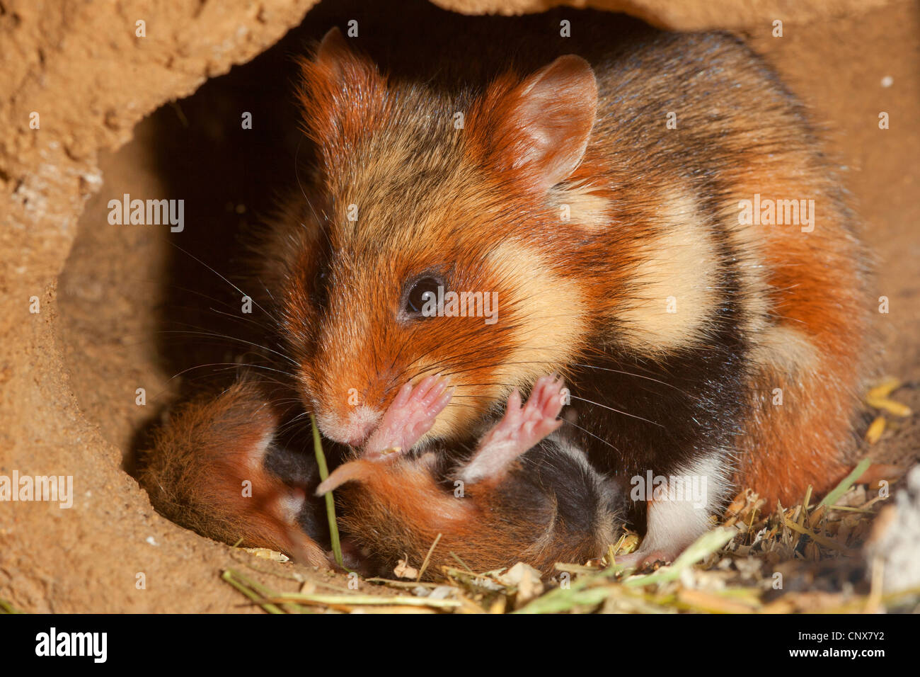 common hamster, black-bellied hamster (Cricetus cricetus), nursing female in a den, Germany Stock Photo