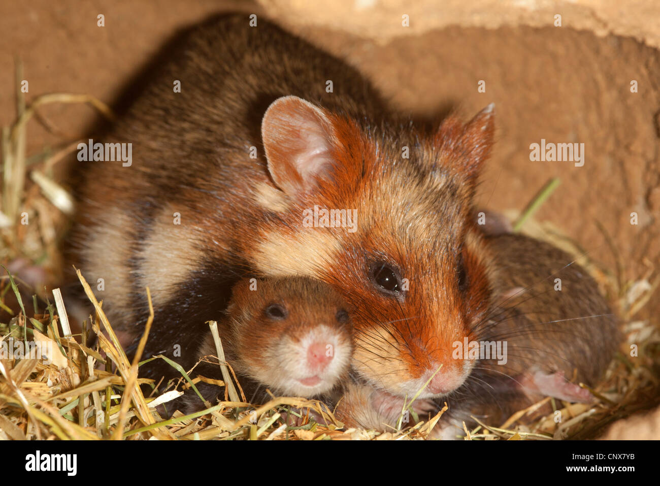 common hamster, black-bellied hamster (Cricetus cricetus), female with pups in a den, Germany Stock Photo