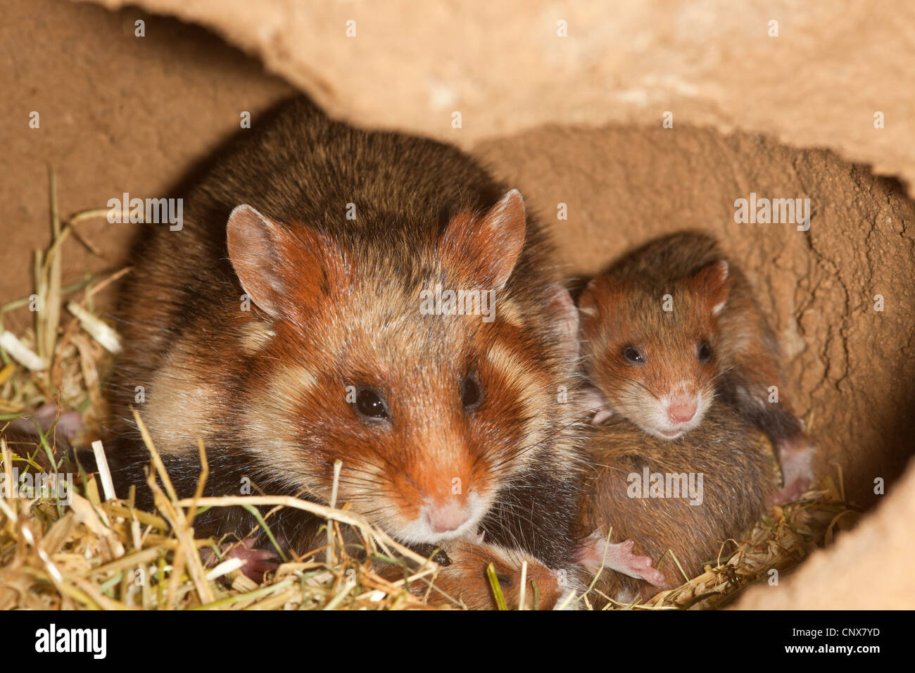 common hamster, black-bellied hamster (Cricetus cricetus), female with pups in a den, Germany Stock Photo