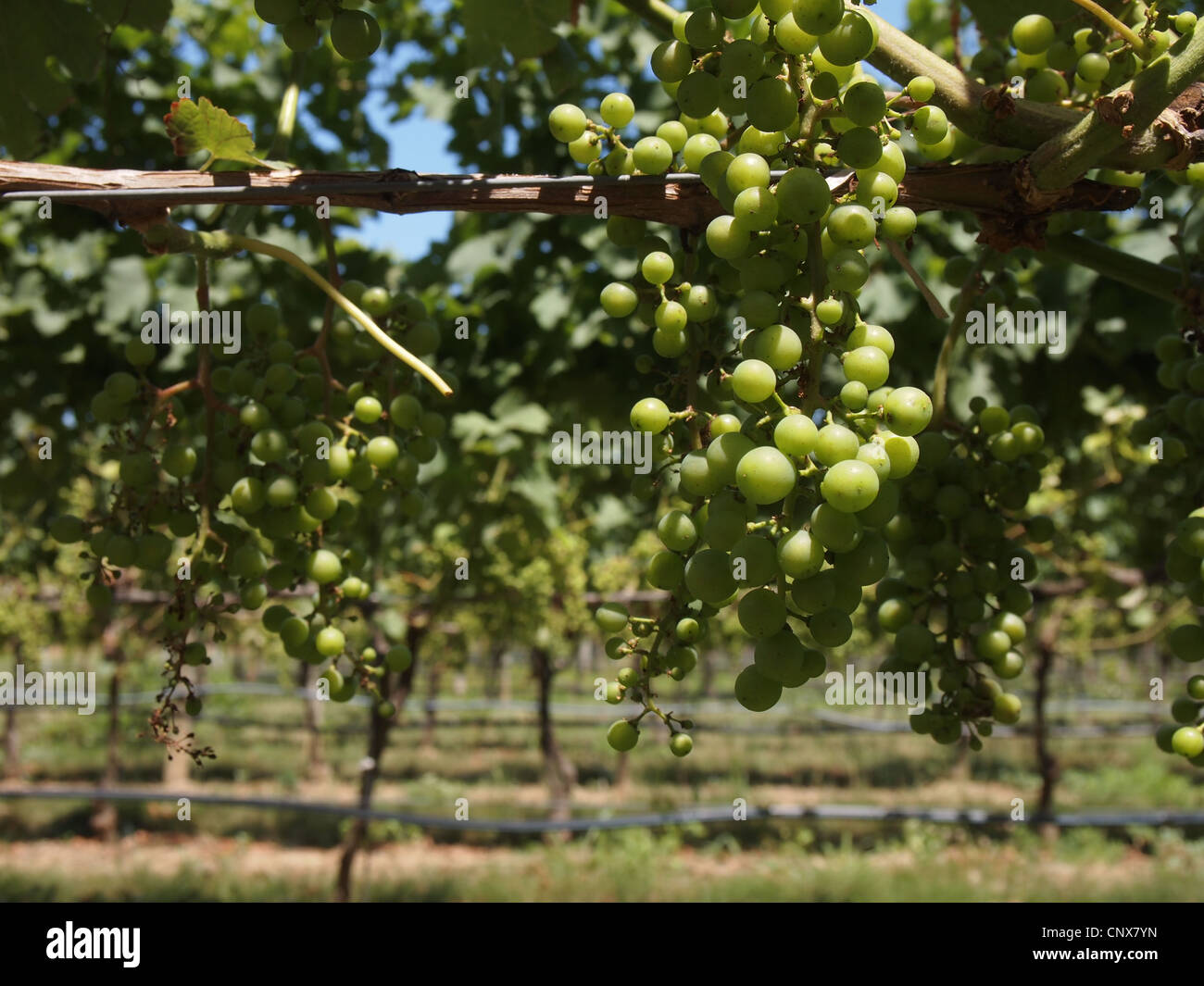 Cultivation vineyards vines north hires stock photography and images
