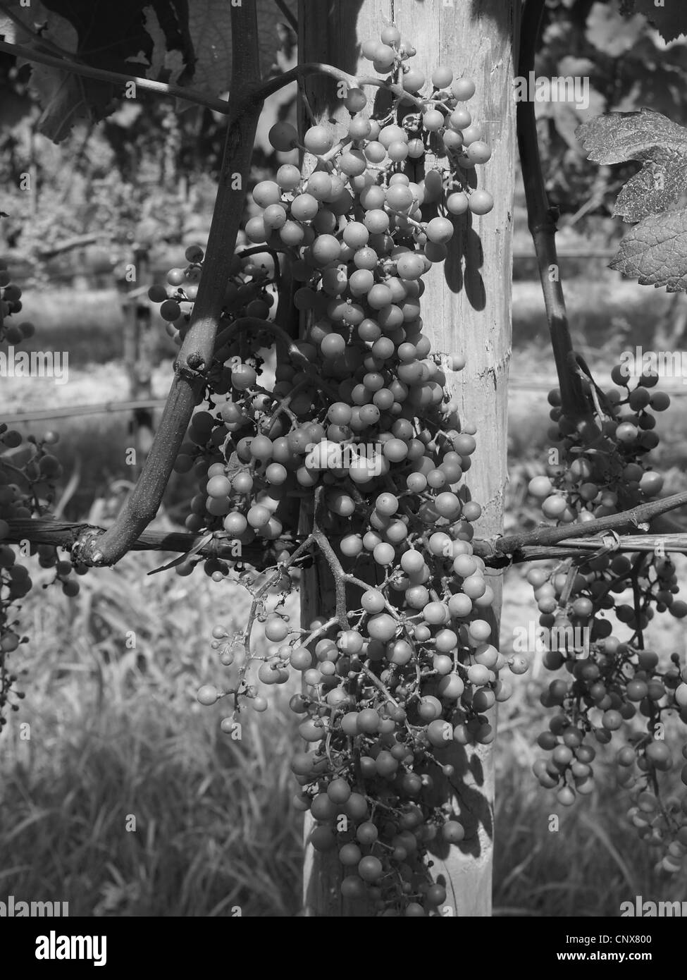 America bunch plantation Black and White Stock Photos & Images Alamy