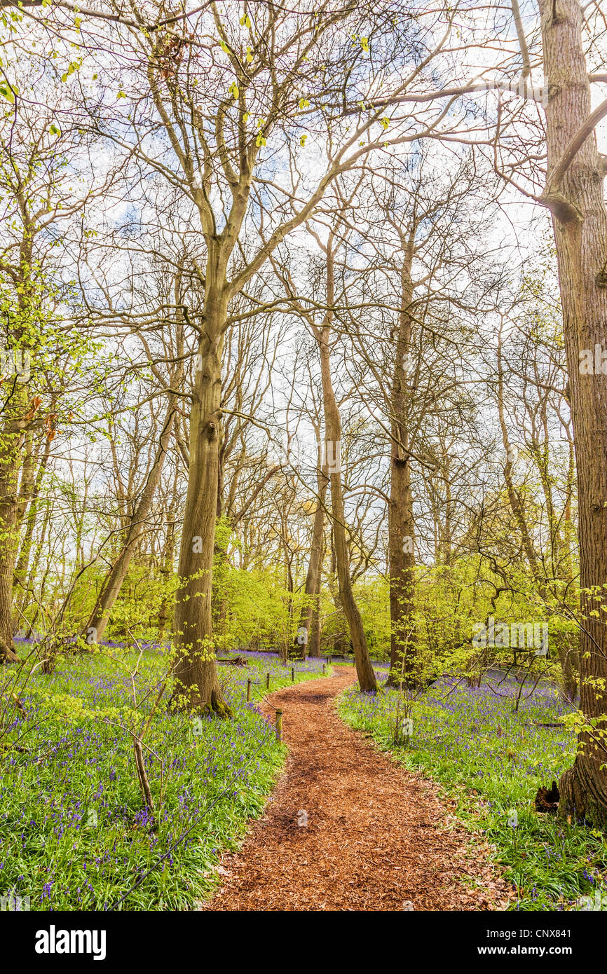 Woodland path through bluebell woods at Hatchlands Park, Surrey, England in spring Stock Photo