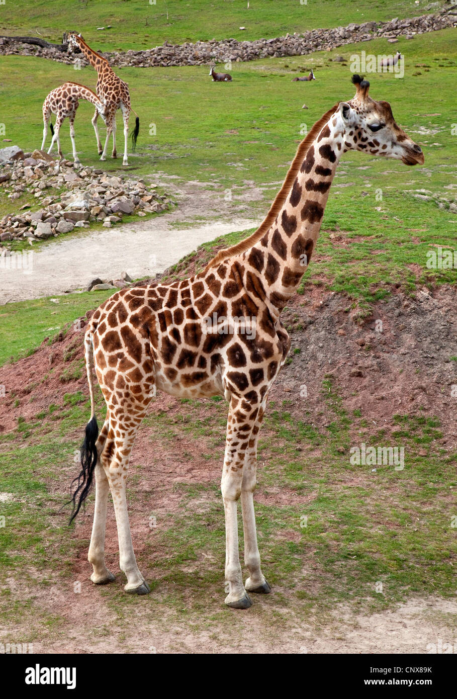 Giraffes in open enclosure hi-res stock photography and images - Alamy