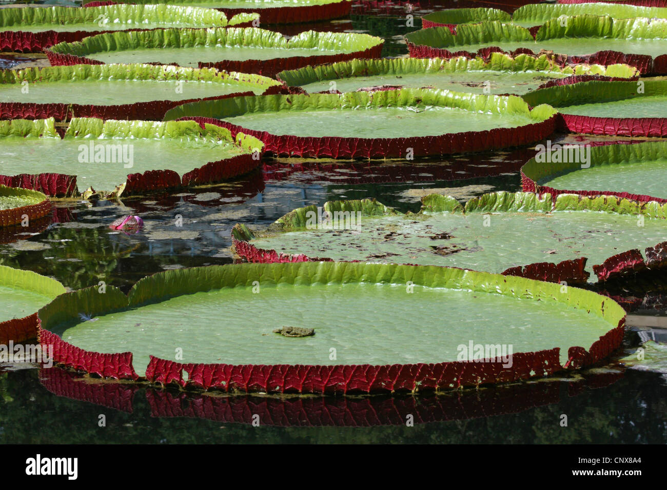 giant water lily, Amazon water lily (Victoria amazonica, Victoria regia), floating leaves Stock Photo