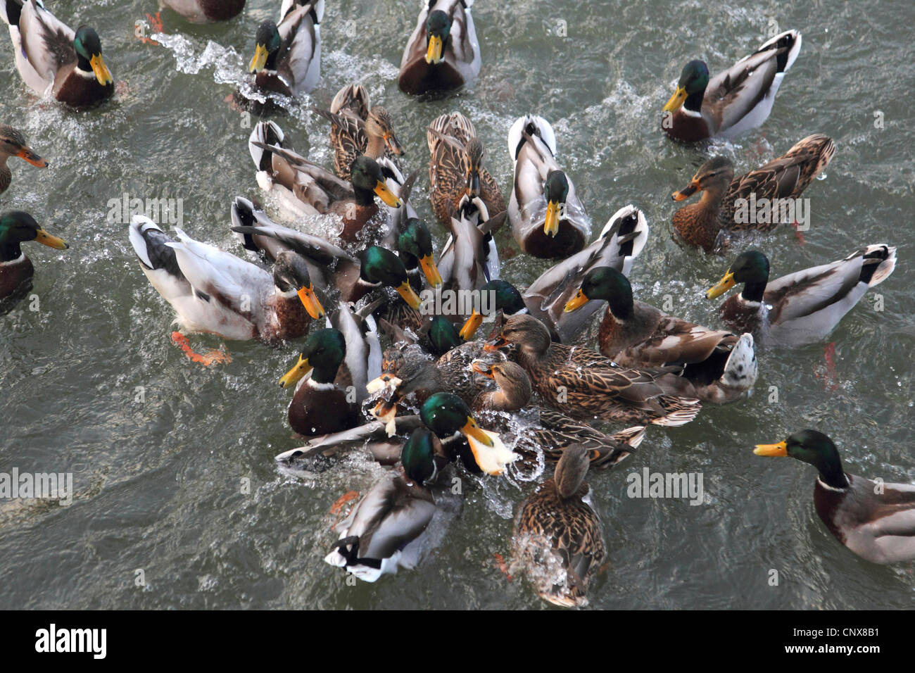 mallard (Anas platyrhynchos), great number of birds crowding together fighting about pieces of bread thrown into the water Stock Photo