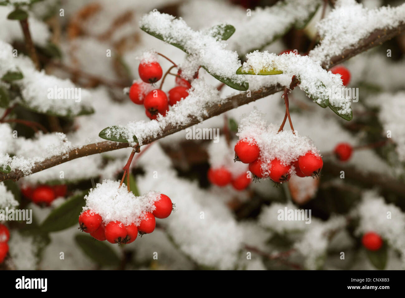 cotoneaster (Cotoneaster spec.), Small-leaf cotoneaster fruits with snow Stock Photo
