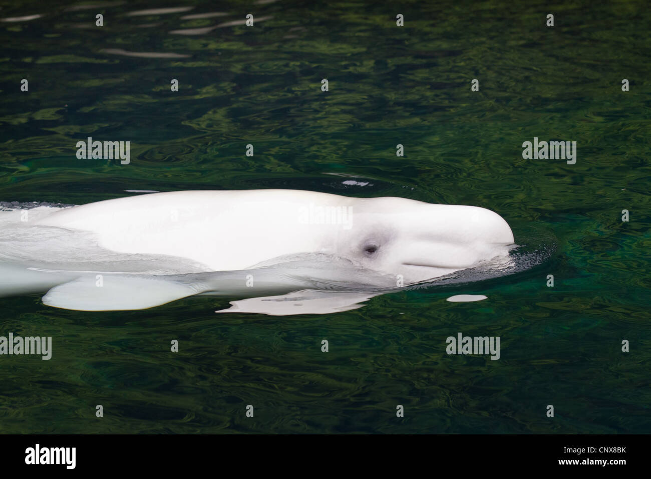white whale, beluga (Delphinapterus leucas), swimming at the water surface, Canada Stock Photo