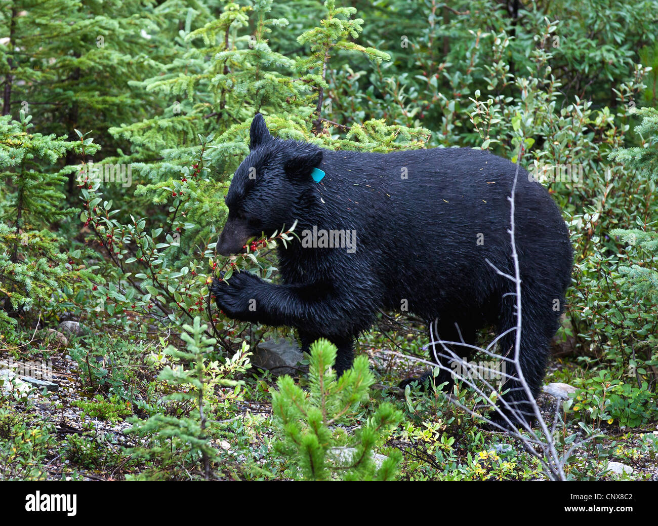 American black bear (Ursus americanus), feeding on a Buffalo berry bush (Shepherdia canadensis), Canada, Alberta, Banff National Park Stock Photo