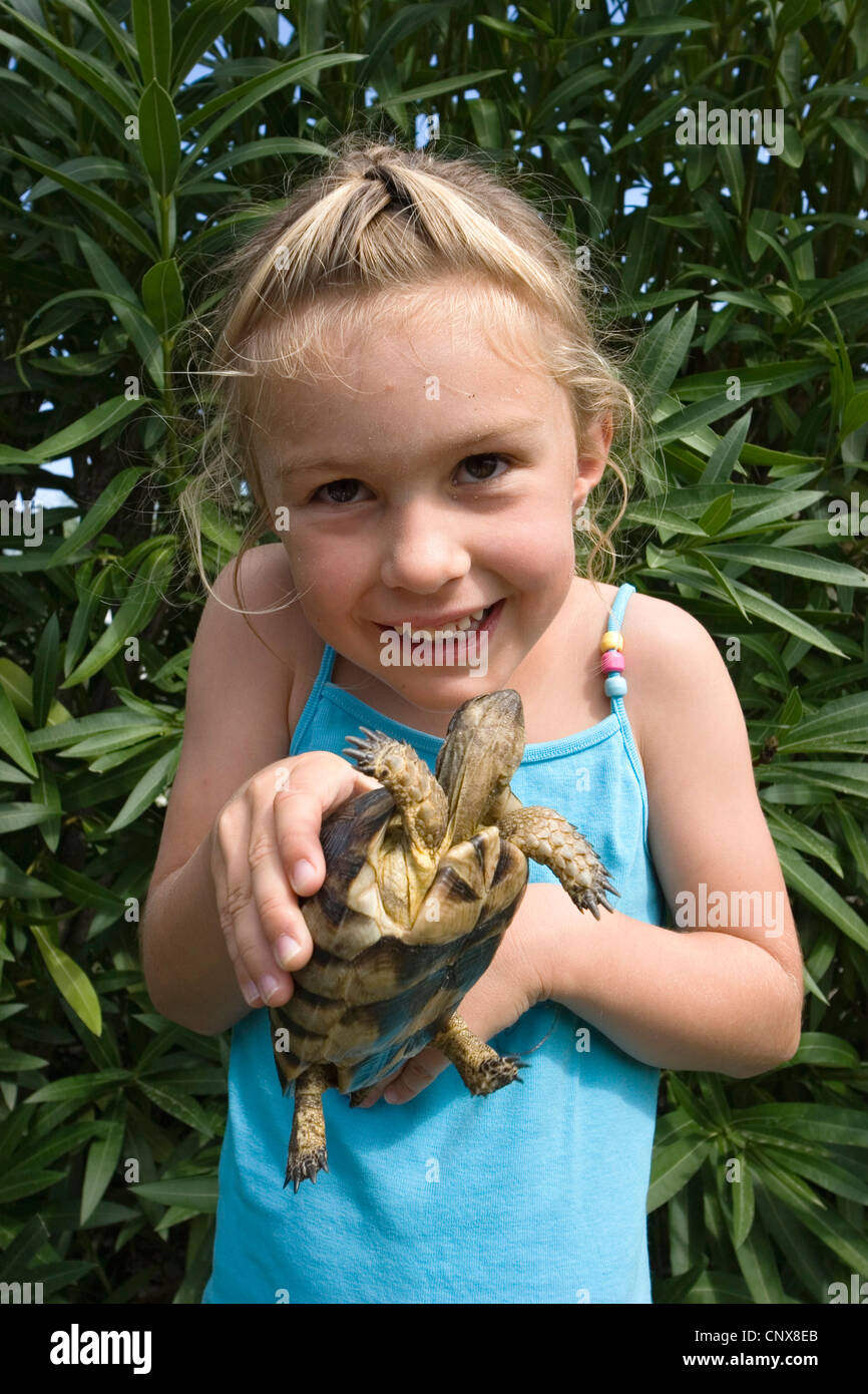 spur thighed tortoise size