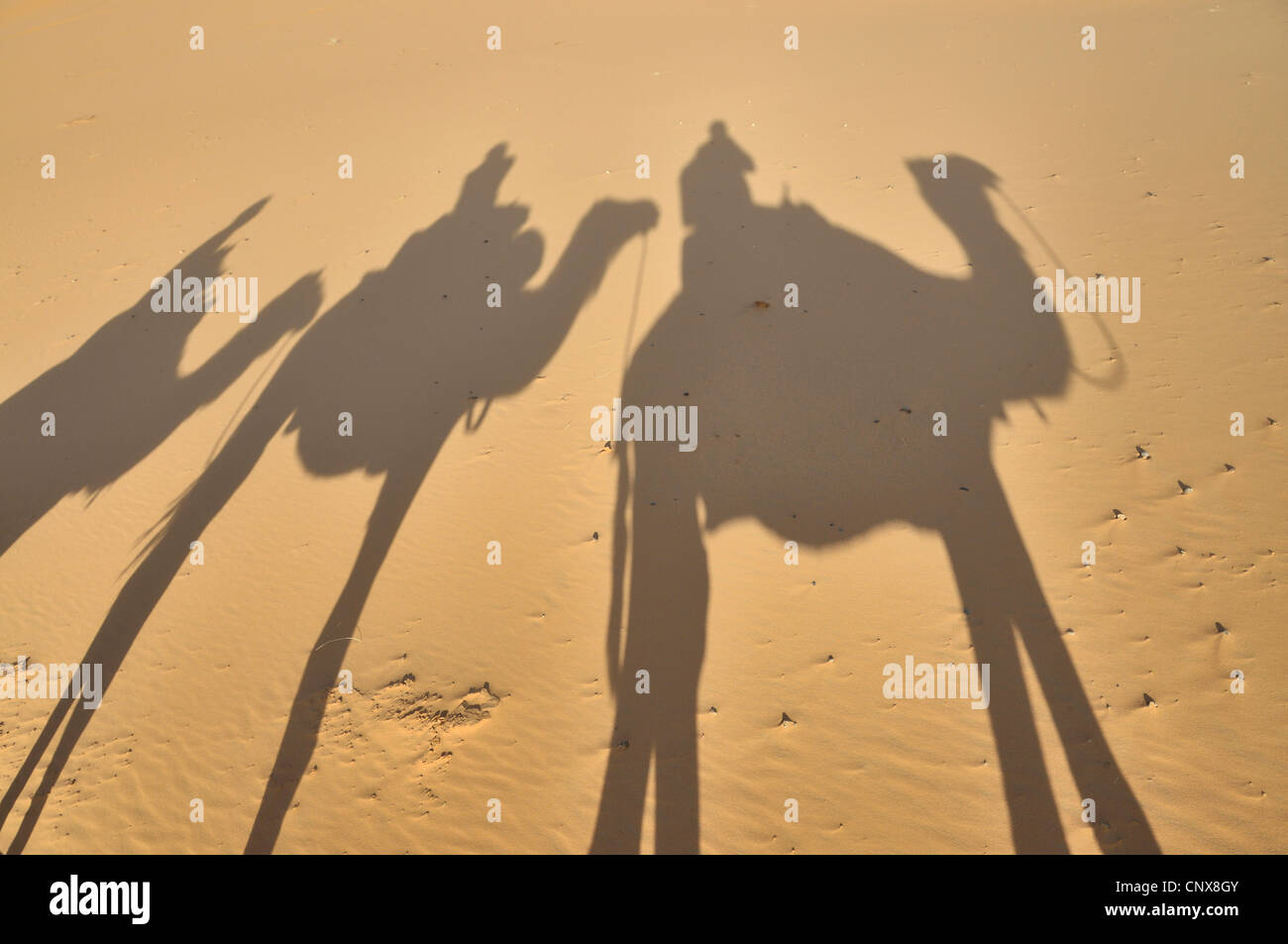 dromedary, one-humped camel (Camelus dromedarius), shadow of caravan, Morocco Stock Photo