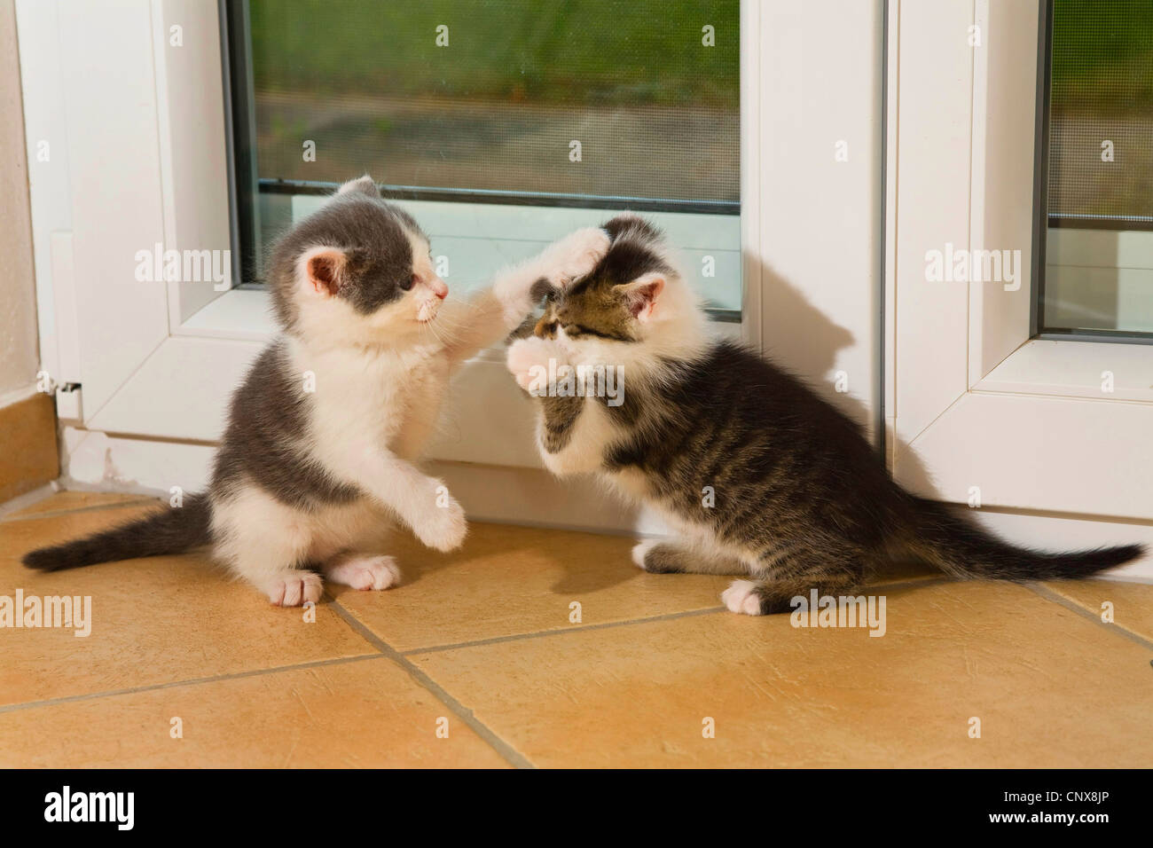 domestic cat, house cat (Felis silvestris f. catus), young kittens playing with a ball Stock Photo