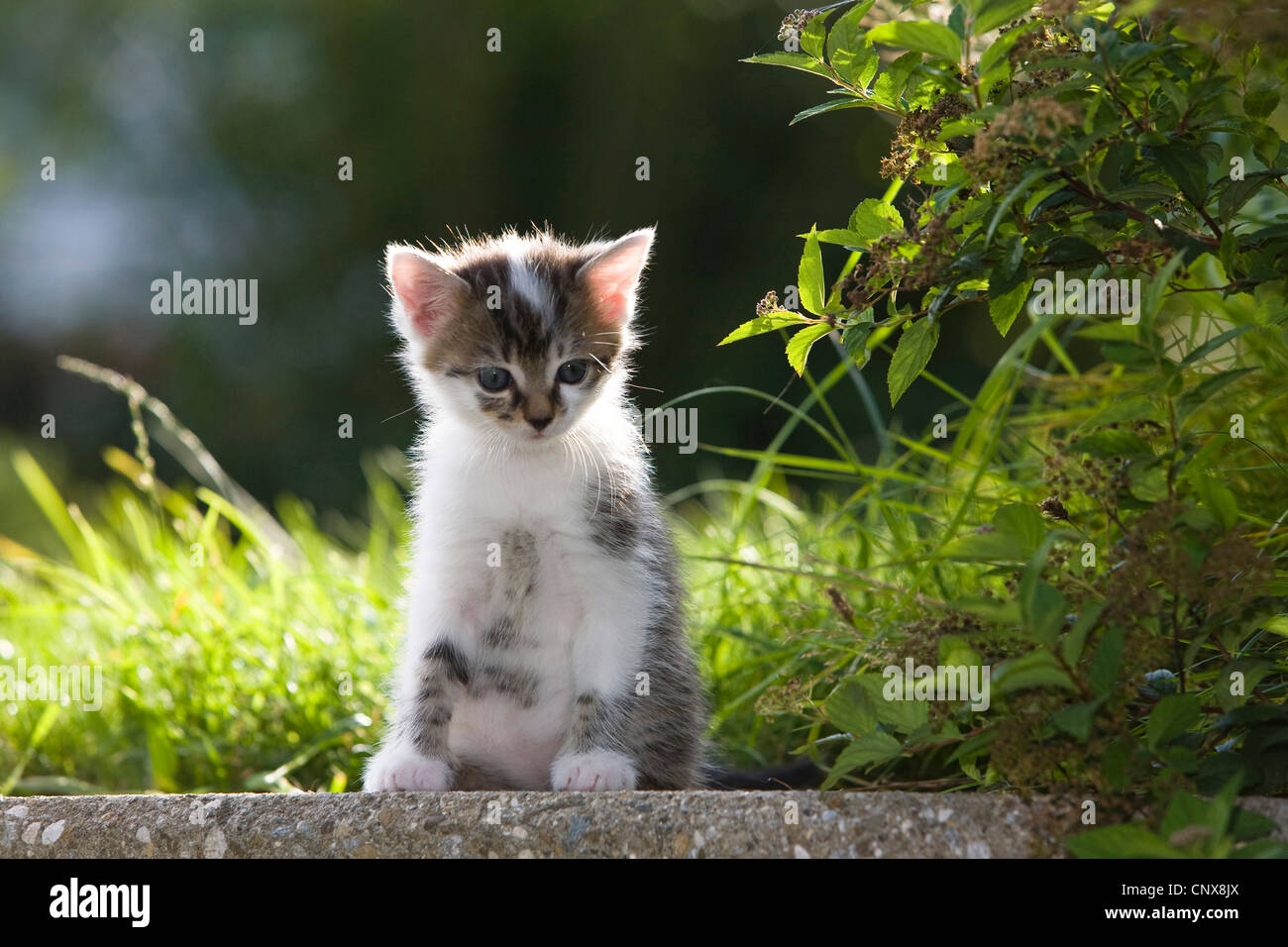 domestic cat, house cat (Felis silvestris f. catus), little kitten sitting on a wall Stock Photo
