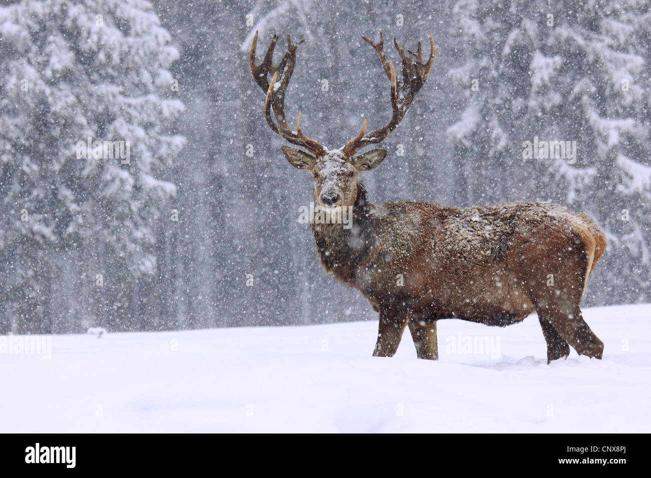 red deer (Cervus elaphus), bull standing in deep snow at the edge of a forest during heavy snowfall, Germany, Saxony Stock Photo