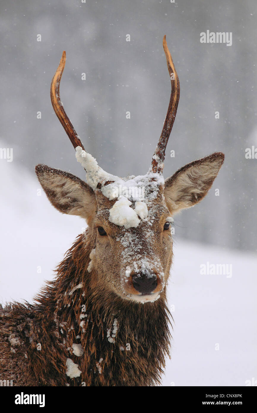 red deer (Cervus elaphus), portrait in winter landscape with falling snow, Germany, Saxony Stock Photo