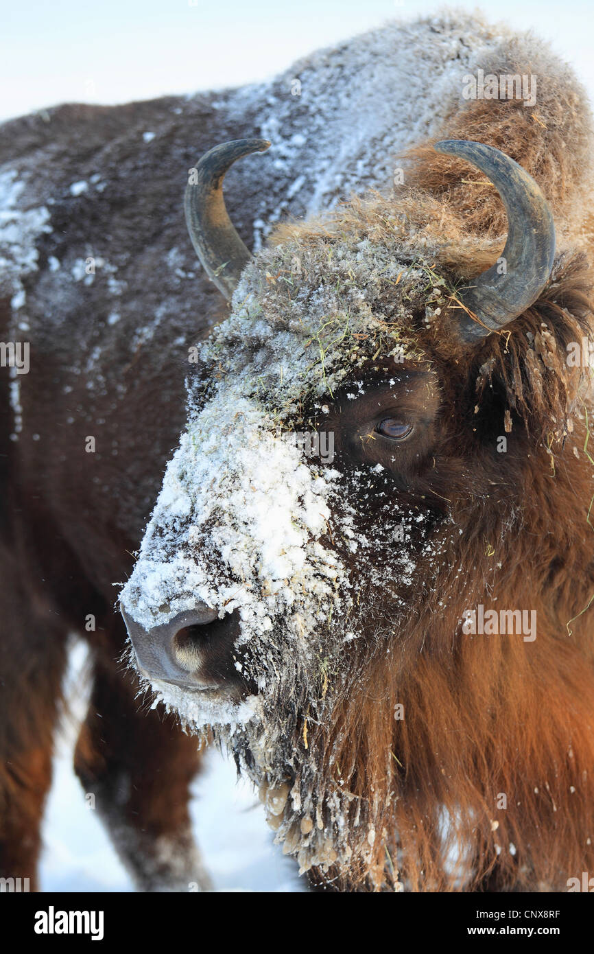 European bison, wisent (Bison bonasus), snow-covered head, Germany, Saxony Stock Photo