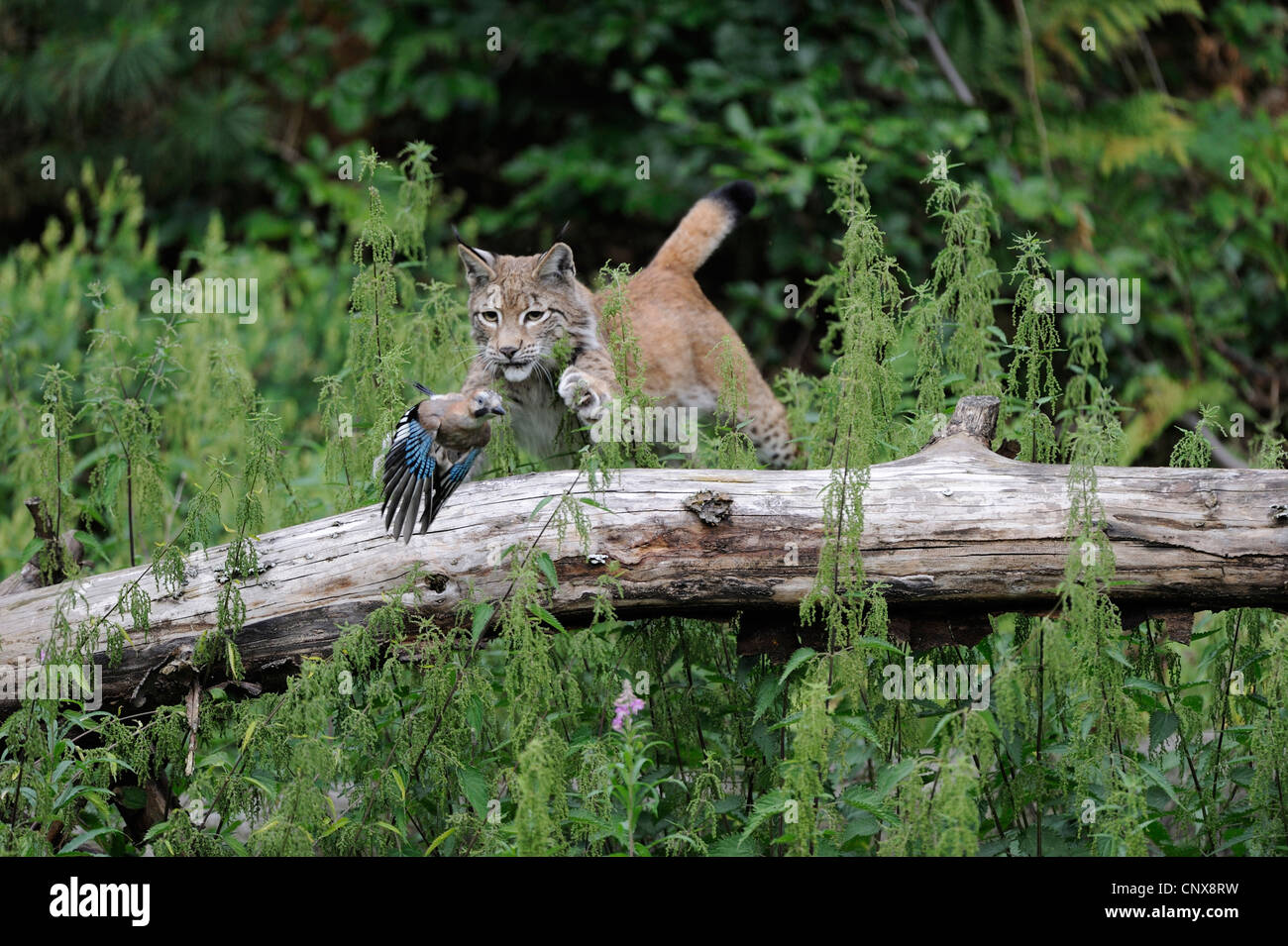 Eurasian lynx (Lynx lynx), hunting a jay, Germany Stock Photo Alamy