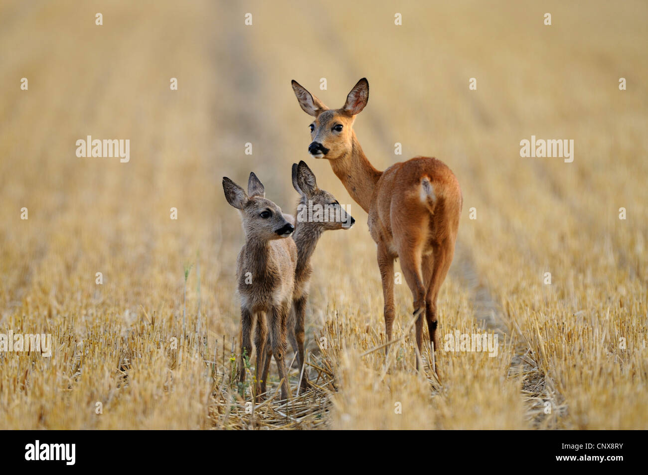 roe deer (Capreolus capreolus), with two fawn on a stubble field, Germany Stock Photo