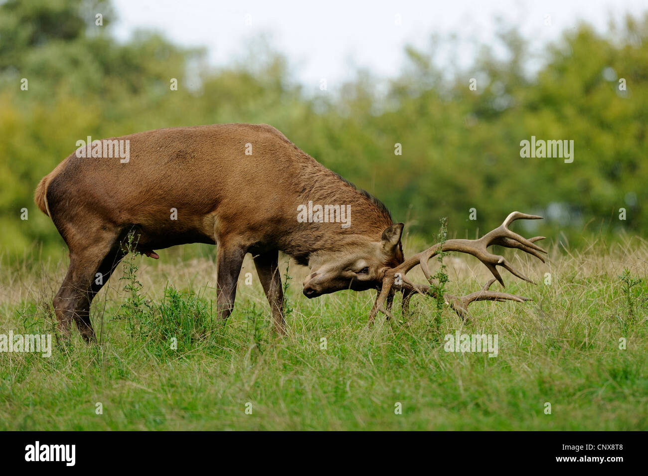 Mating for deer hires stock photography and images Alamy