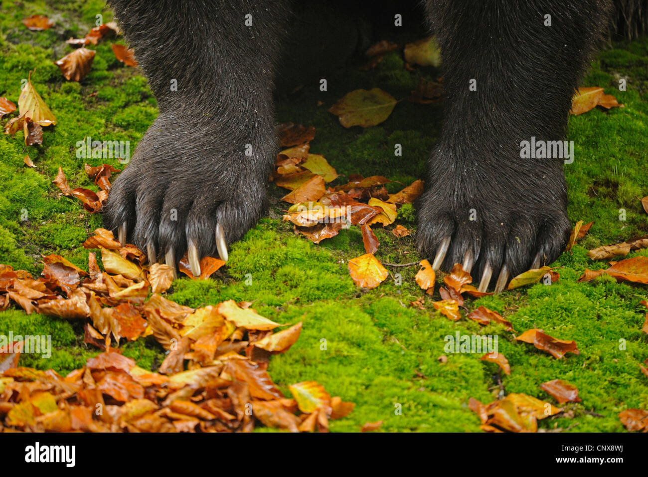 Bear paws hi-res stock photography and images - Alamy